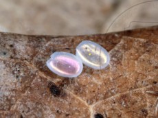 Theria crypta_хорионы